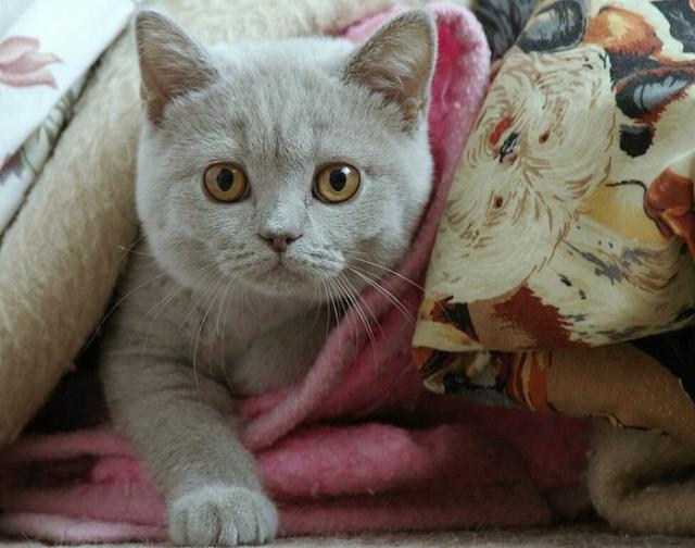 openphotonet_IMGP4905