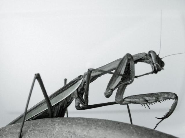openphotonet_mantis2